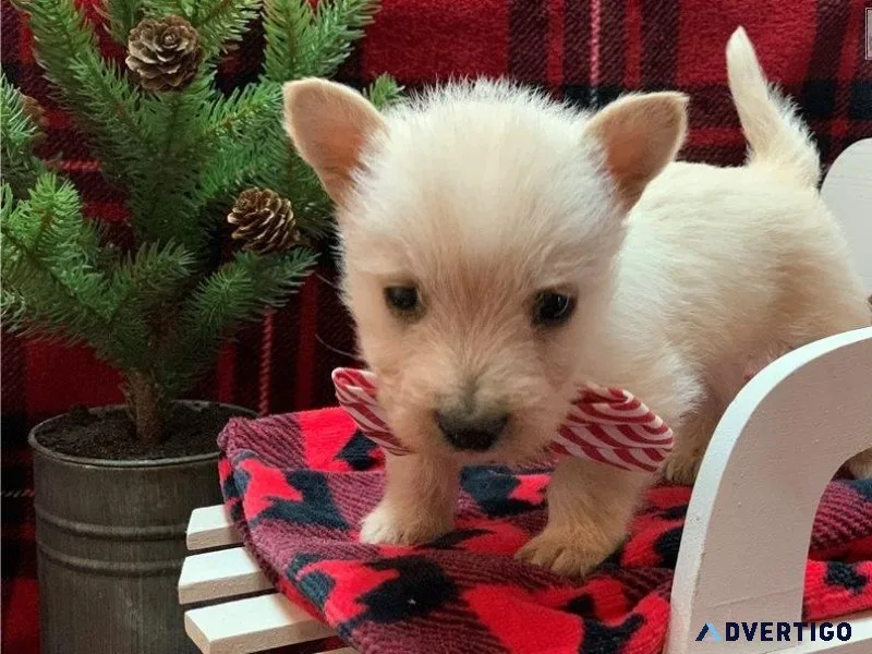 Scottish Terrier puppies