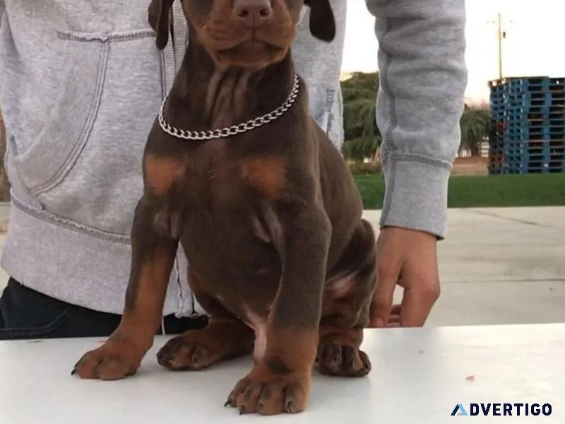 Beautiful Deoberman Puppies