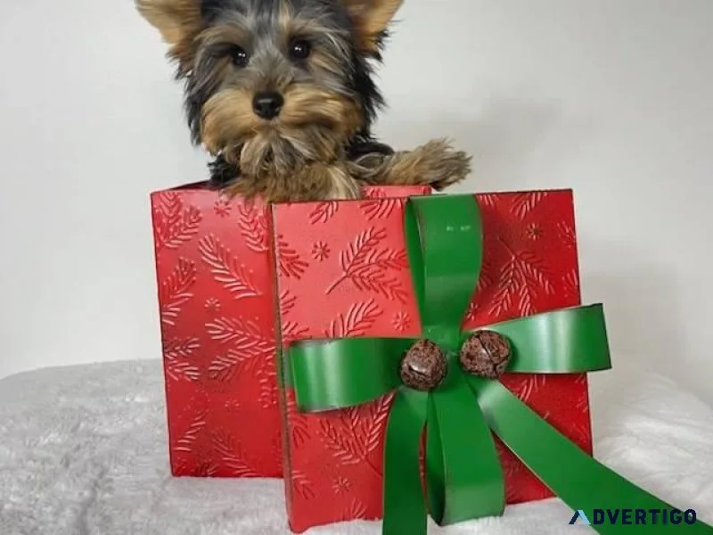 Teacup yorkie puppies