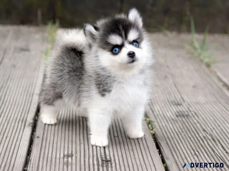 Pomsky puppies available