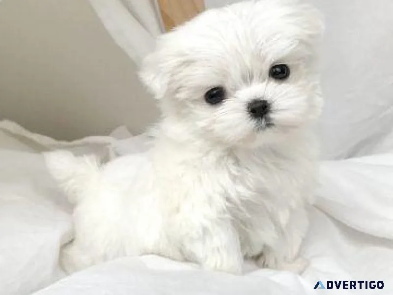 Maltese Puppies