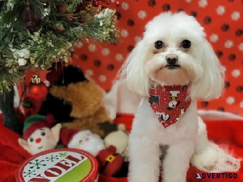 Exclusive small dog crooming