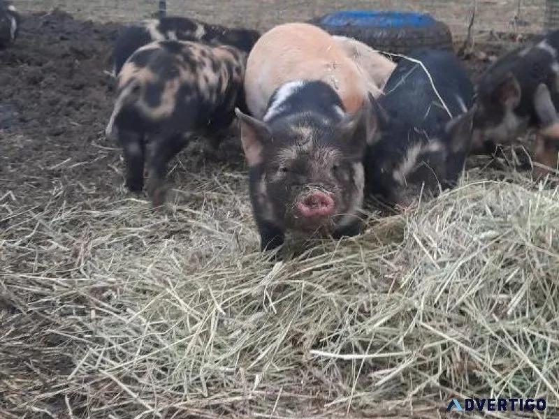 Idaho Pasture Pigs