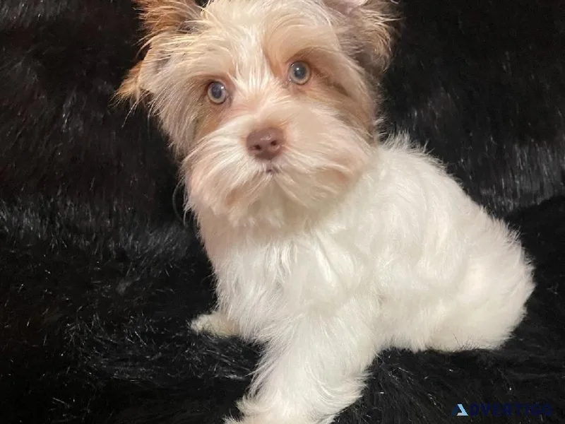 Male Parti Yorkie Puppy
