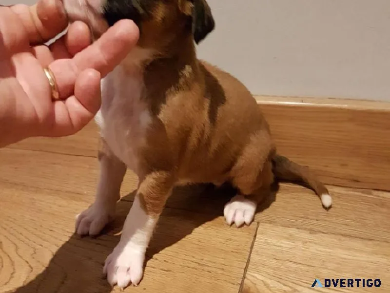 Boxer Puppies