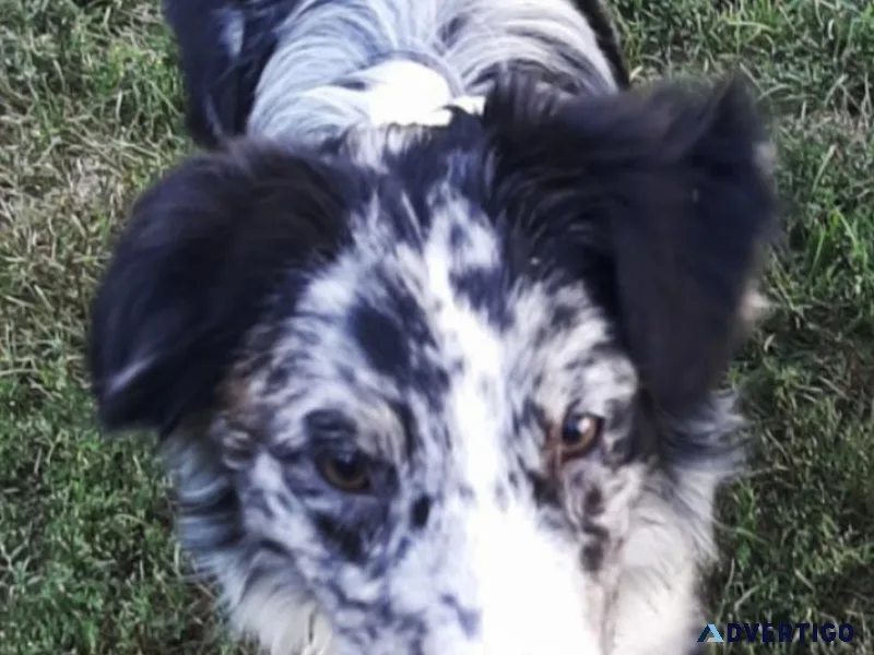 Female Aussies Free To Good Homes