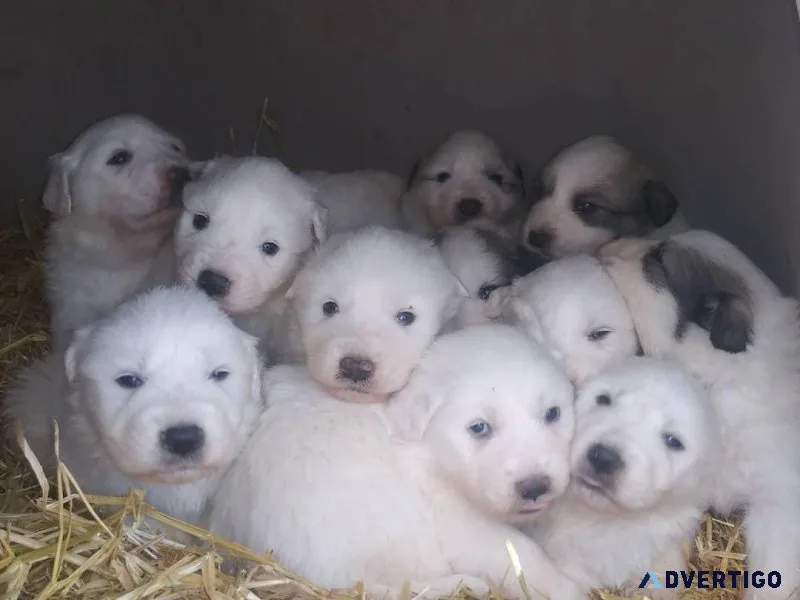 Great Pyrenees puppies