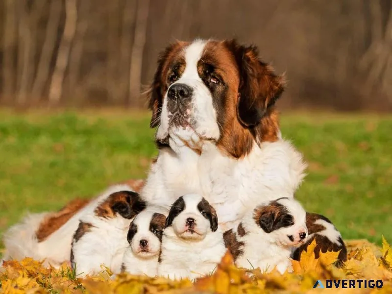 Saint bernard Puppies For Sale Import Bloodline..730093047 9
