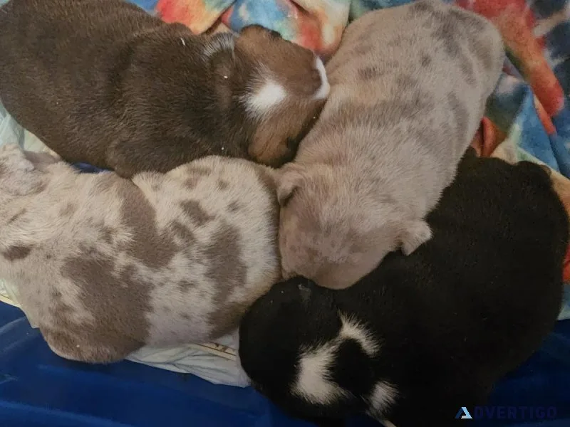 AKC CHAMPION ENGLISH BULLDOGS