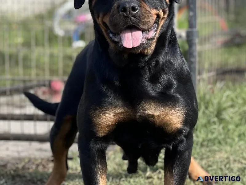 Rottweiler
