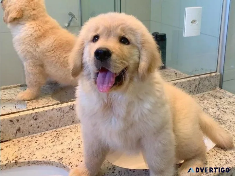 Registered Golden Retriever Puppies