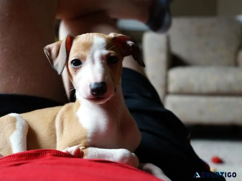 Healthy Italian Greyhound puppies