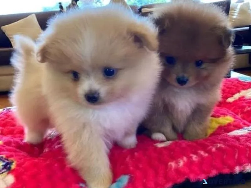 Pomeranian puppies available
