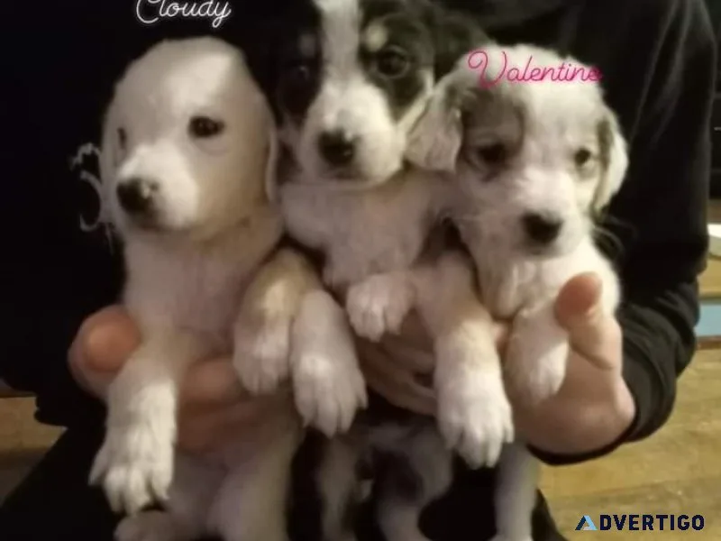 Half Great Pyrenees and half english shepherd puppies