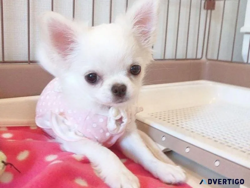 Cute male and female Chihuahua puppies