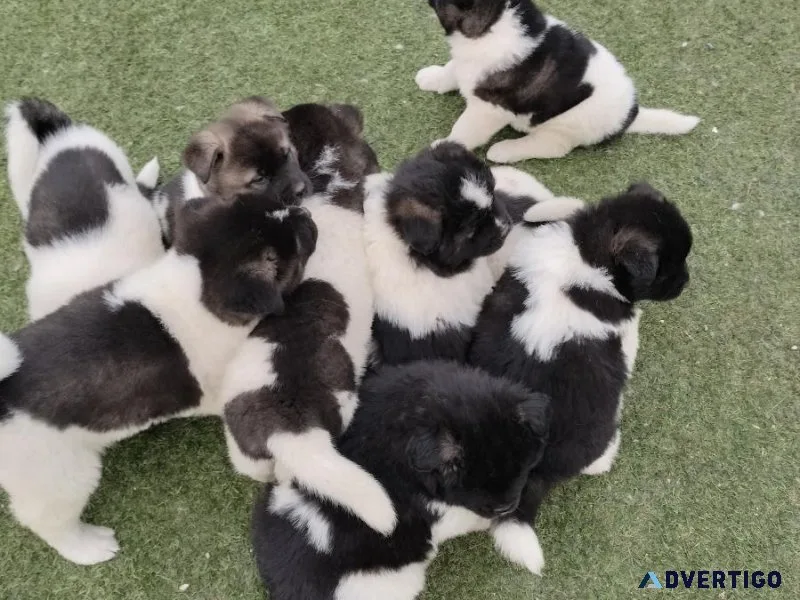 Akita pup - rehoming