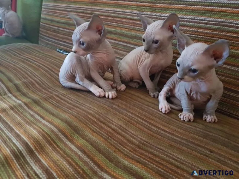 Cute Sphynx Kittens