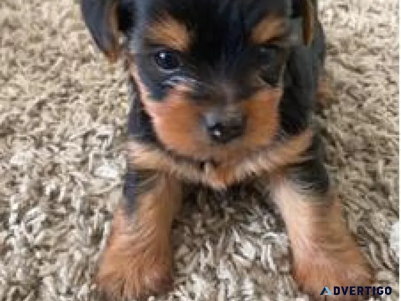 Lovely 3-teacup Yorkie puppies
