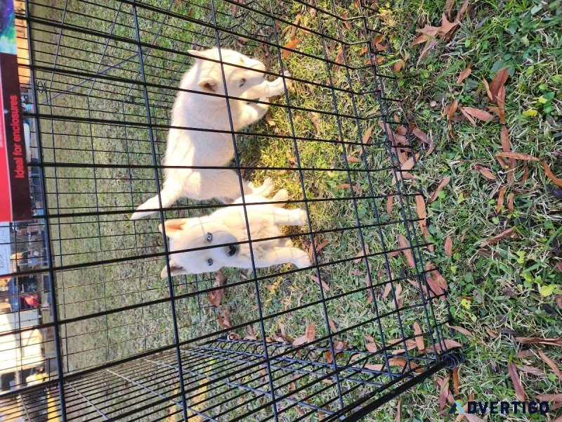 Siberian husky puppies