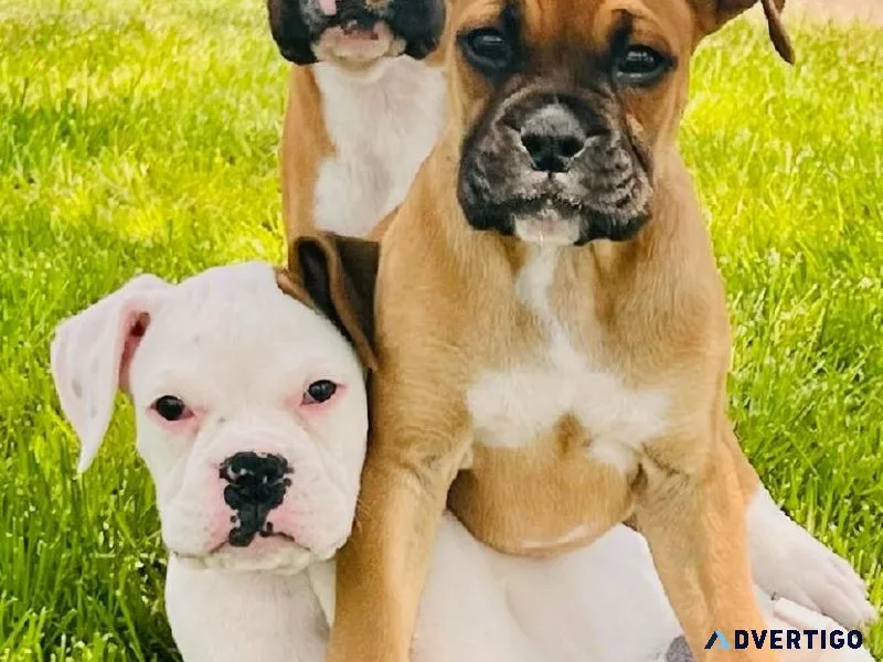 Boxer Puppies (Parents have IPC and AKC registered)