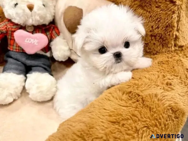 maltese puppies for adoption