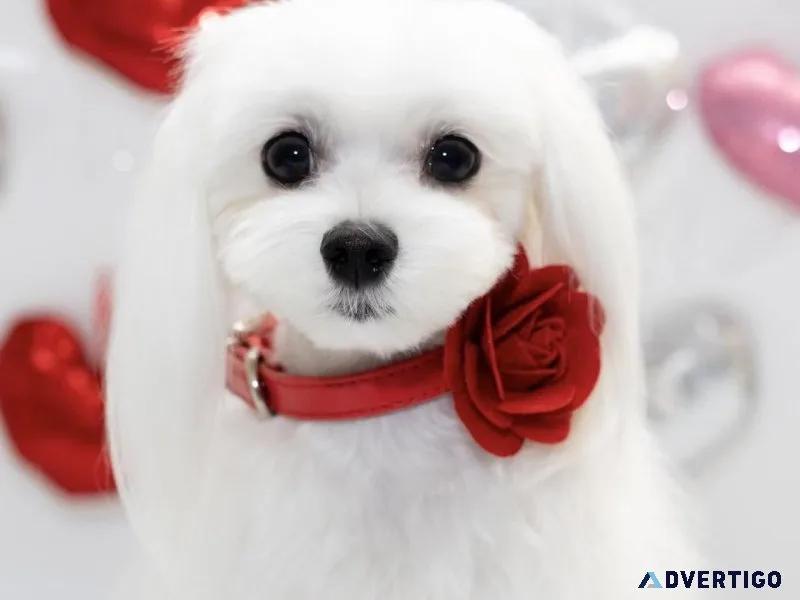 AKC Maltese Litter expected in Feb. 2024