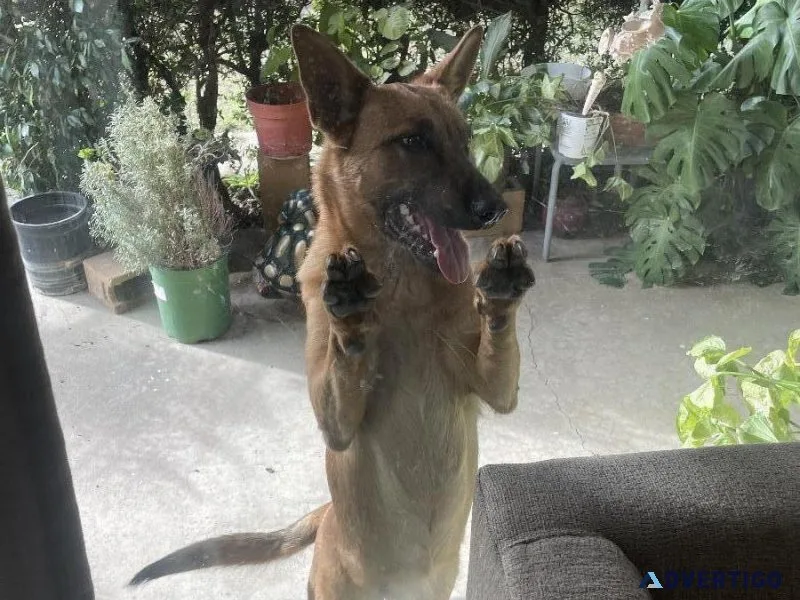 Rehoming Female Malinois