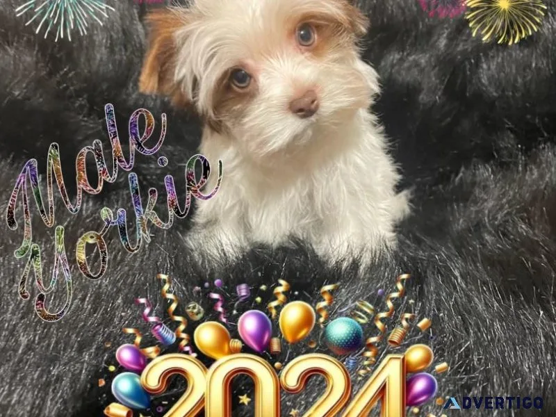 Male Parti Yorkie Puppy