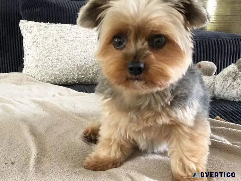 teacup yorkies
