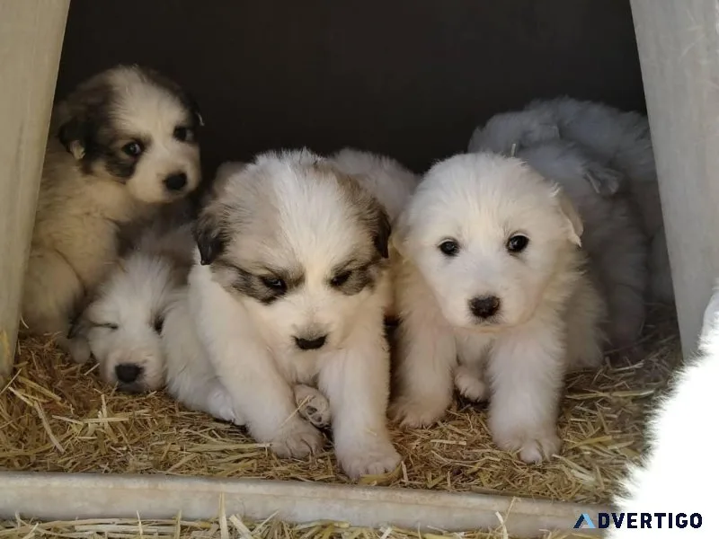 Great Pyrenees puppies