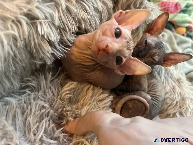 Sphynx Kittens Ready