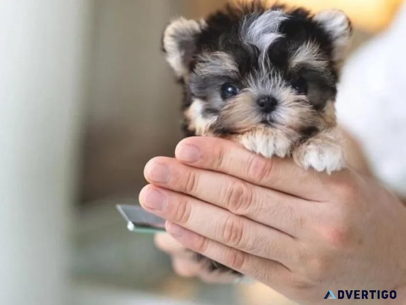 Morkie puppies available