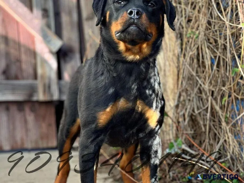 Rottweiler