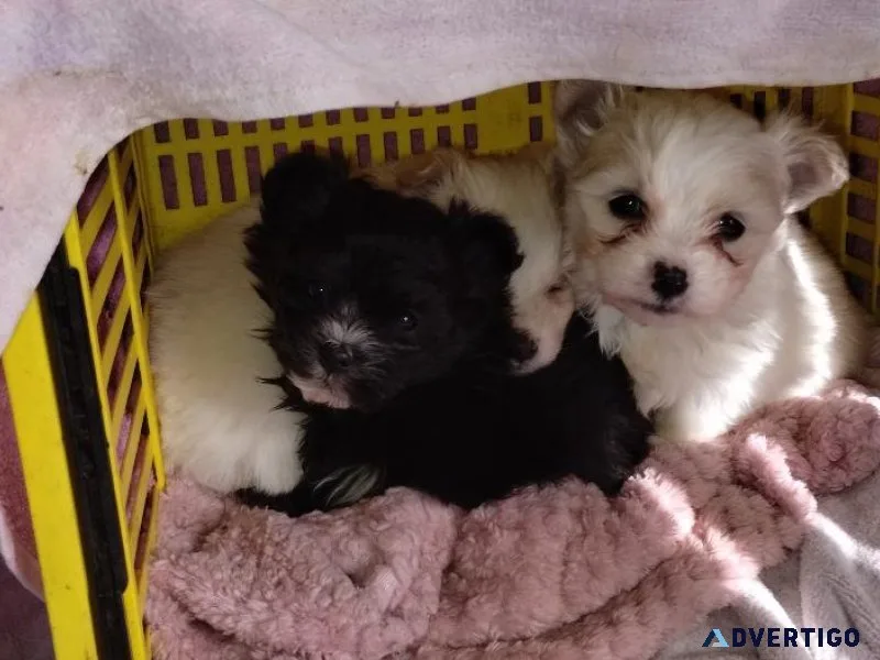 Malti-pom pups