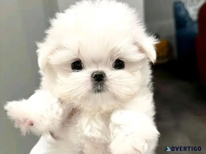 Three adorable Maltese puppies puppies