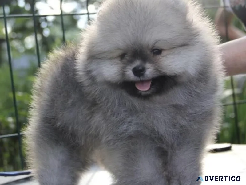 pomeranian puppy for sale