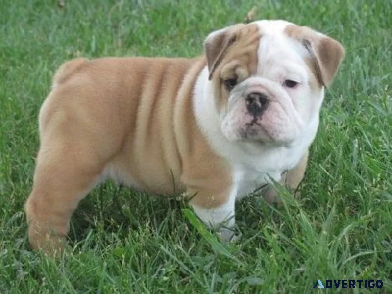 Super adorable English Bulldog puppies