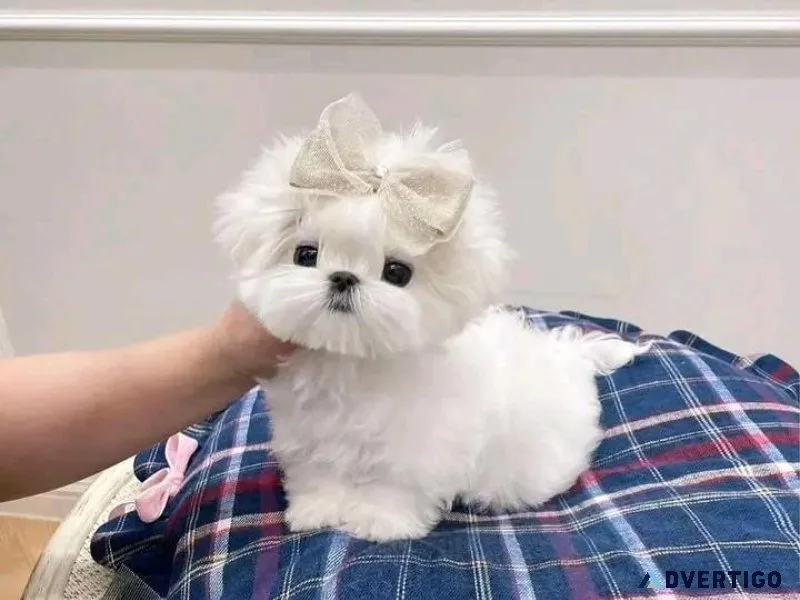 Fantastic Teacup Maltese Puppies Available