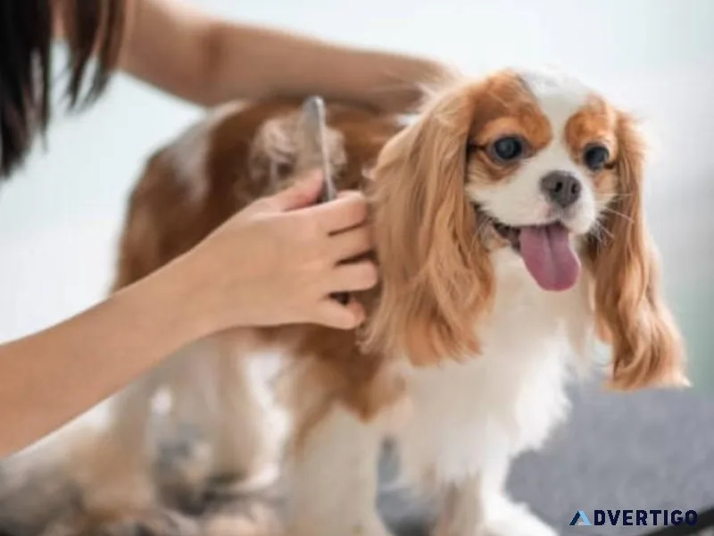 Dog Groomers at Home in Pune