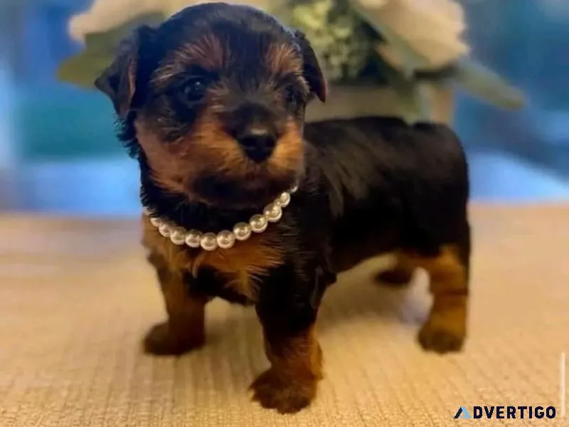 YORKIE PUPPIE FOR ADOPTION