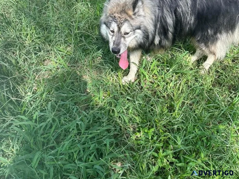 Akc Registered Siberian Husky