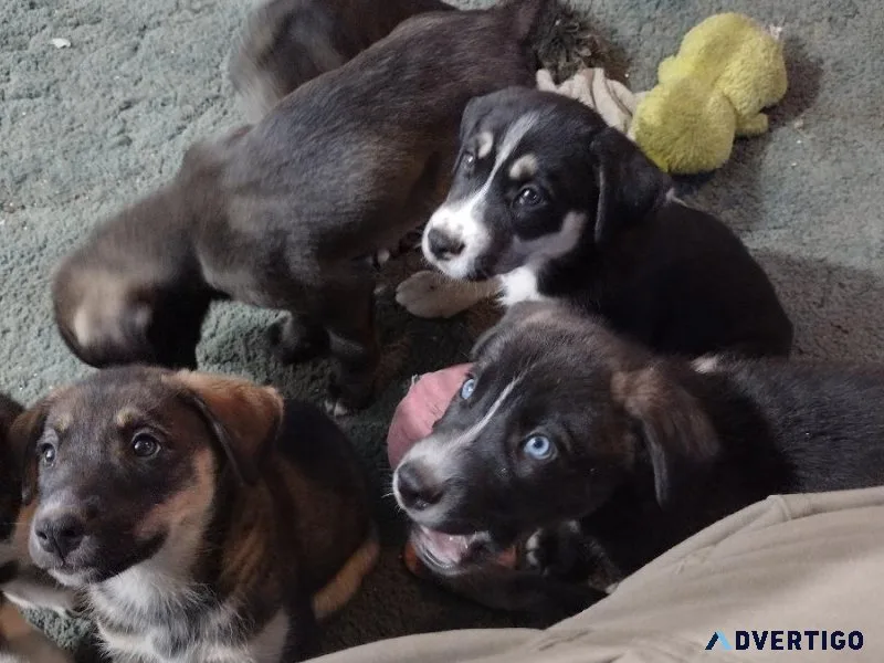 Siberian Husky-Chocolate Lab mix trained dogs