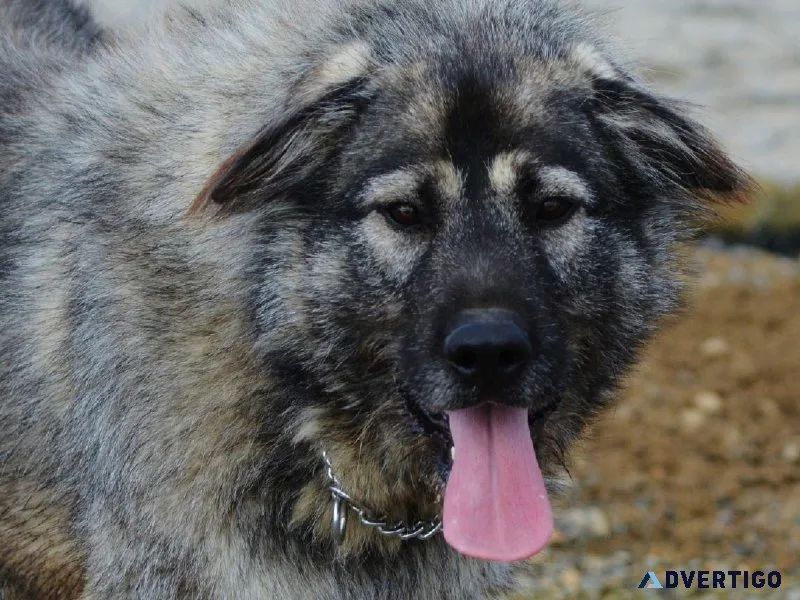 Mastiff x