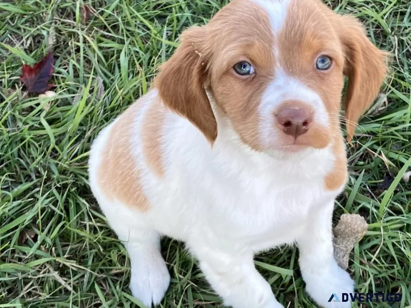 Brittany Spaniel
