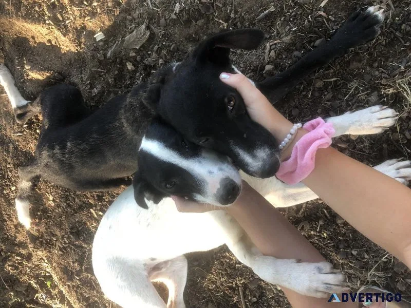 Free Puppies to Good Home