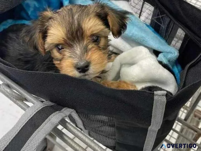Teacup Yorkie Champion Blood 3-Yorkshire Terriers
