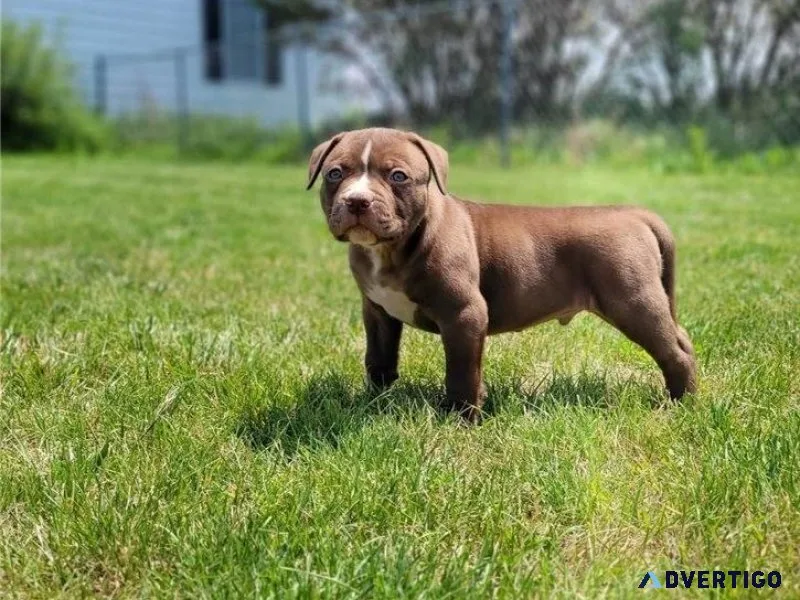 English Bulldogs for Rehoming