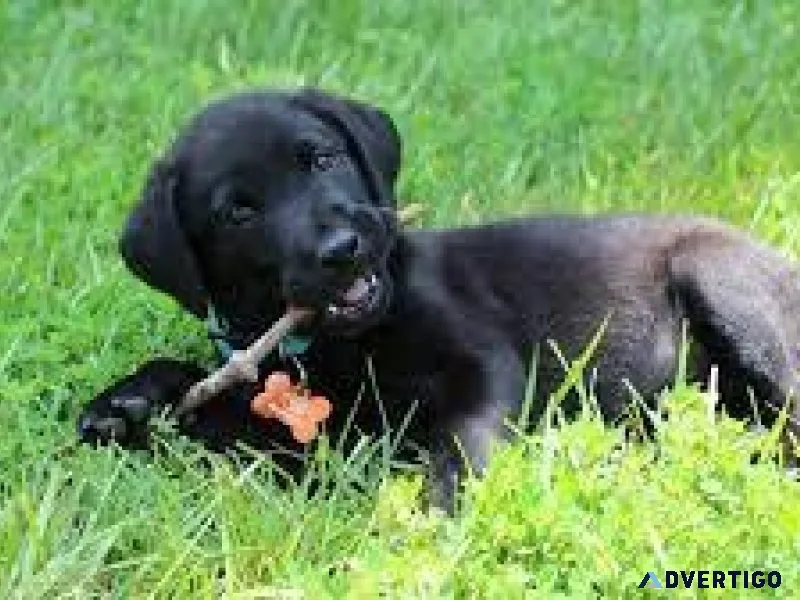AKC Labradors puppies For Sale