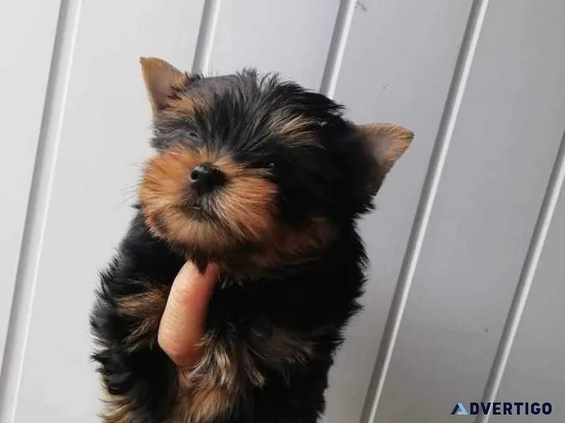 Very Tiny Teacup Yorkie Puppies Now Available now home