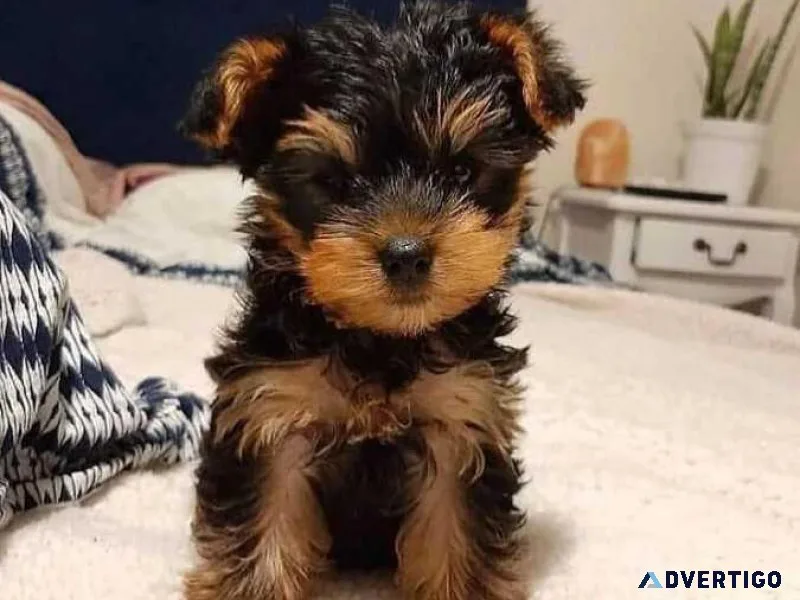 Very Tiny Teacup Yorkie Puppies Now Available now going